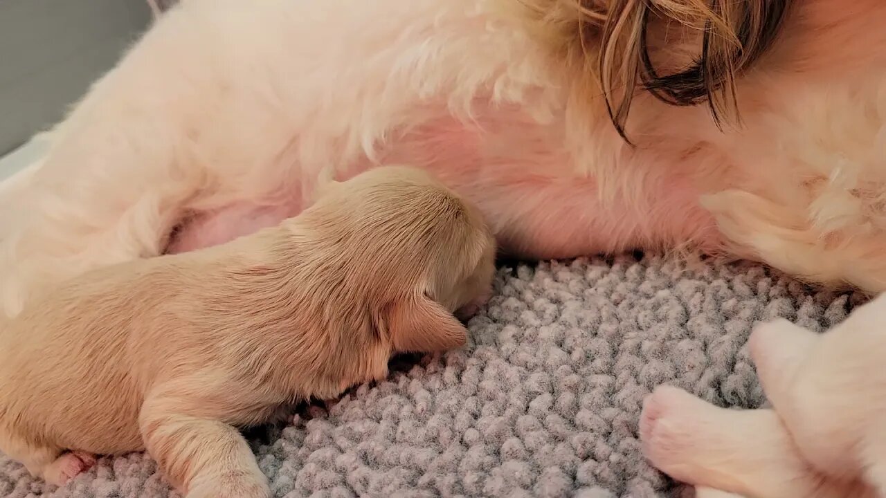 1 Day Shy of 1 Week Old ("L")