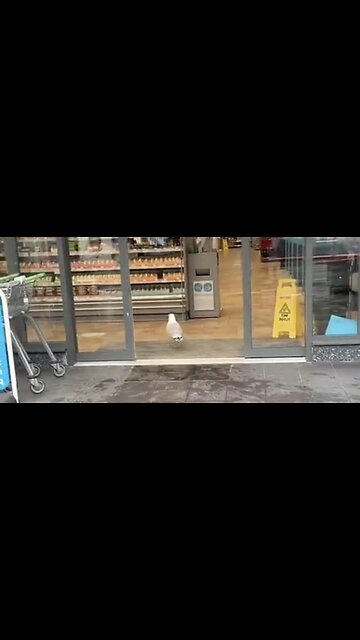 Seagull Sandwich Heist