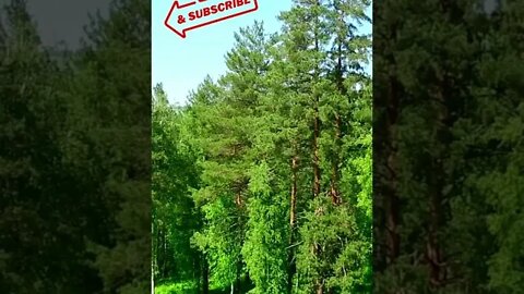 Relaxing forest | Meditation Music | #shorts #music