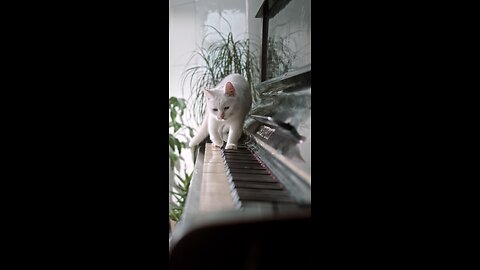 cat over piano