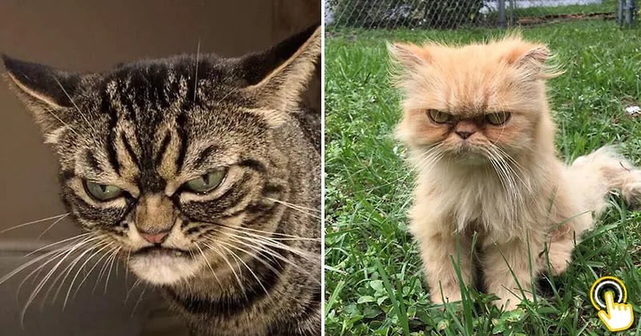 Funny angry Cats vs Dogs - ππΎπΎπΉ Funny animals Compilations #funny #pets #animals