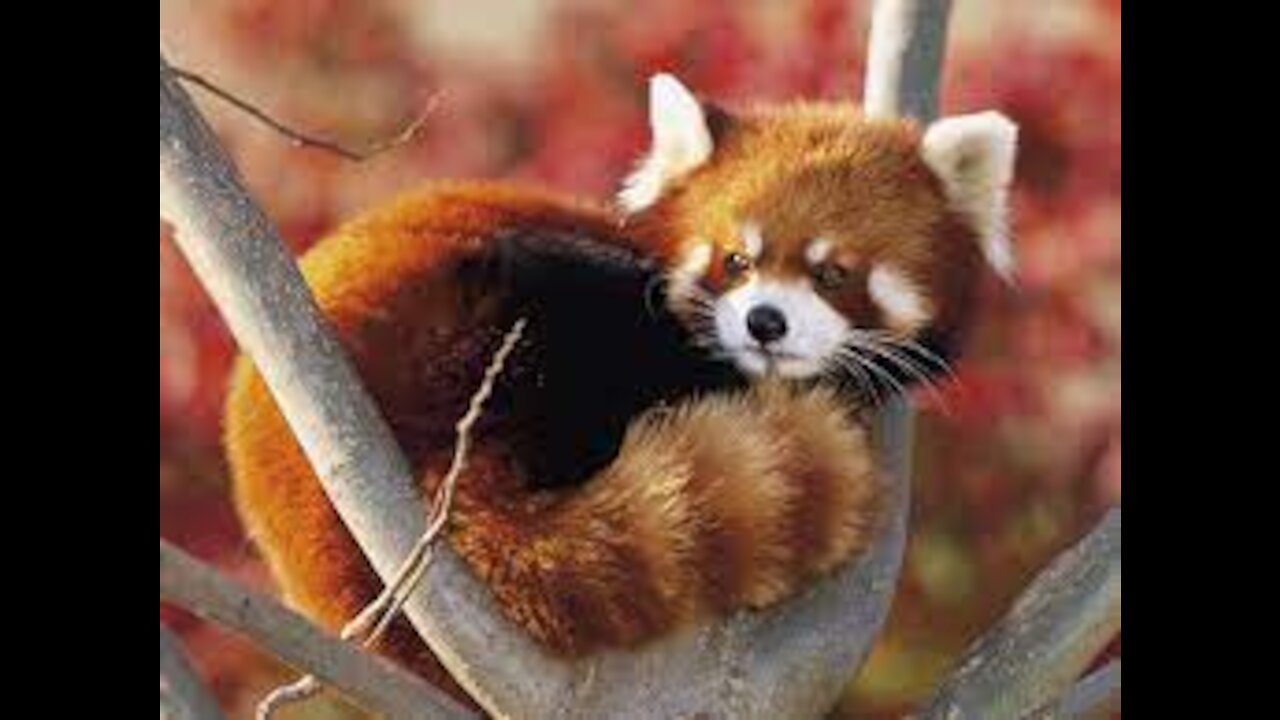 Red Panda are the cutest - compilation