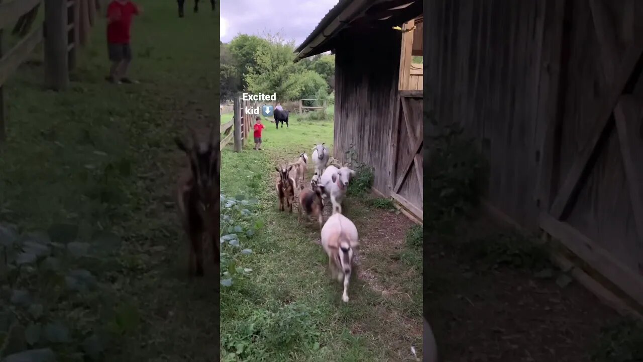 The Most Adorable Stampede in the World #shorts