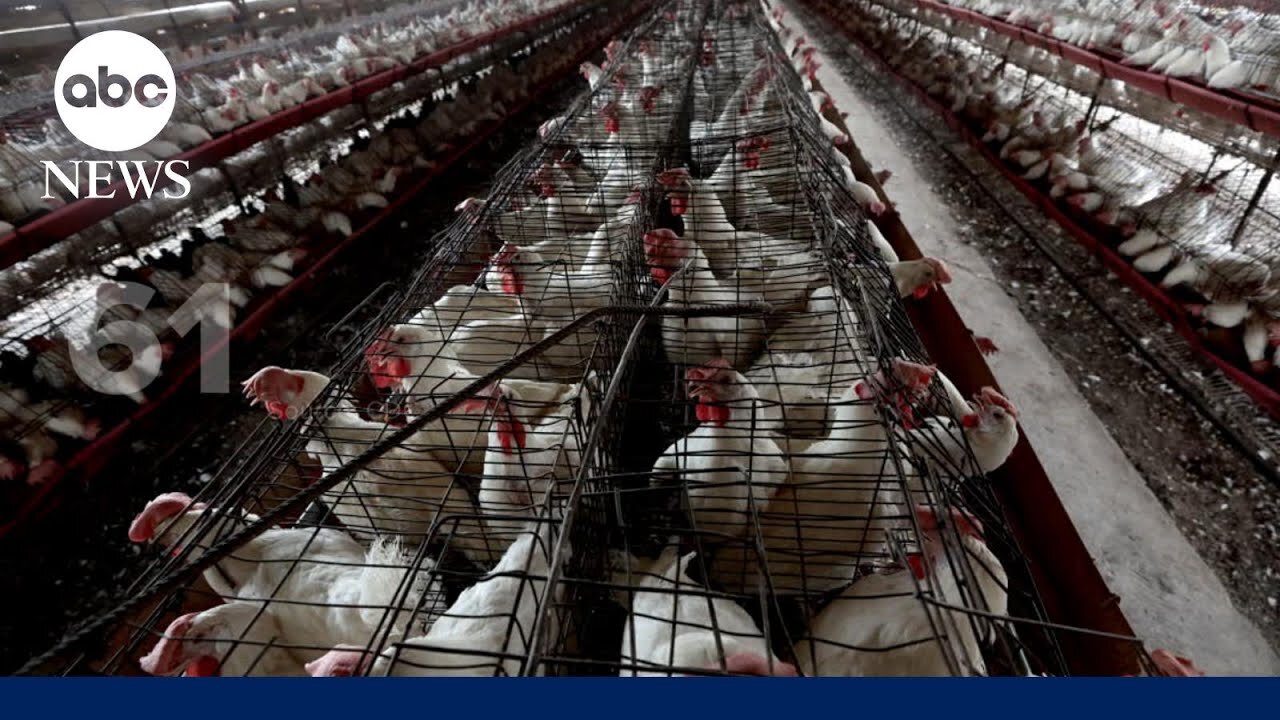 California governor declares state of emergency in response to bird flu