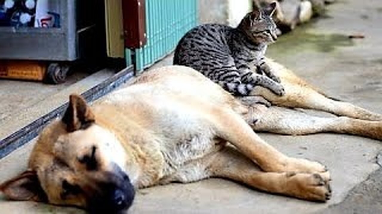 Funny pets cat and dogs video|| Funniest Animals video2024