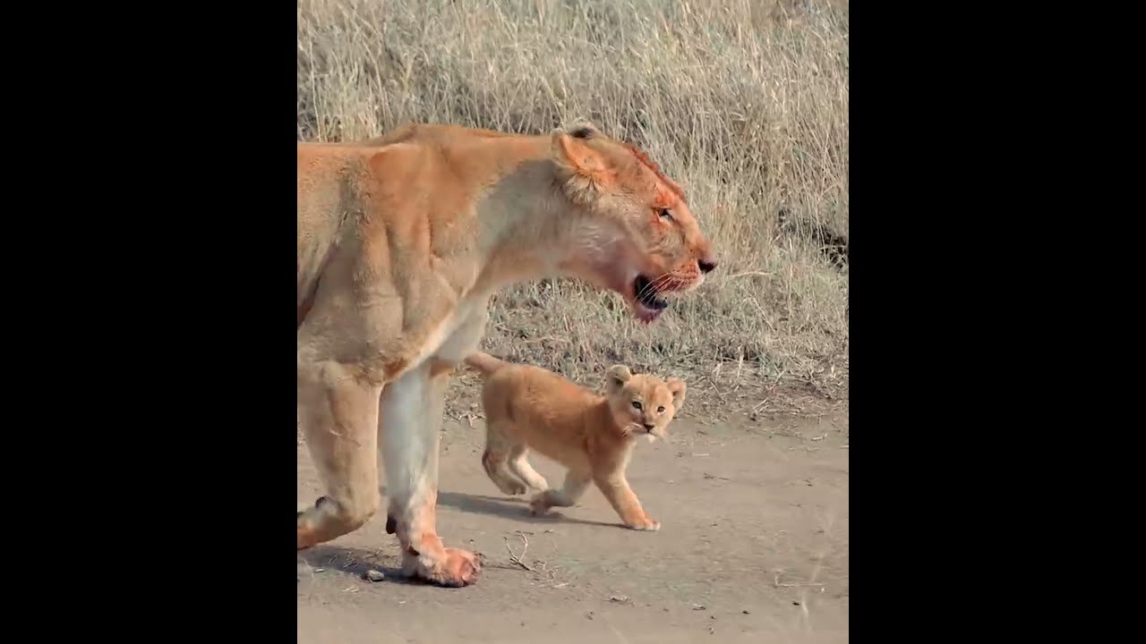 Cute baby lion 2