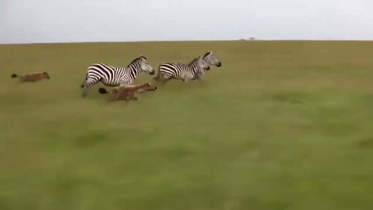 Very Rare High Speed Hyena Chase Hunting Zebra