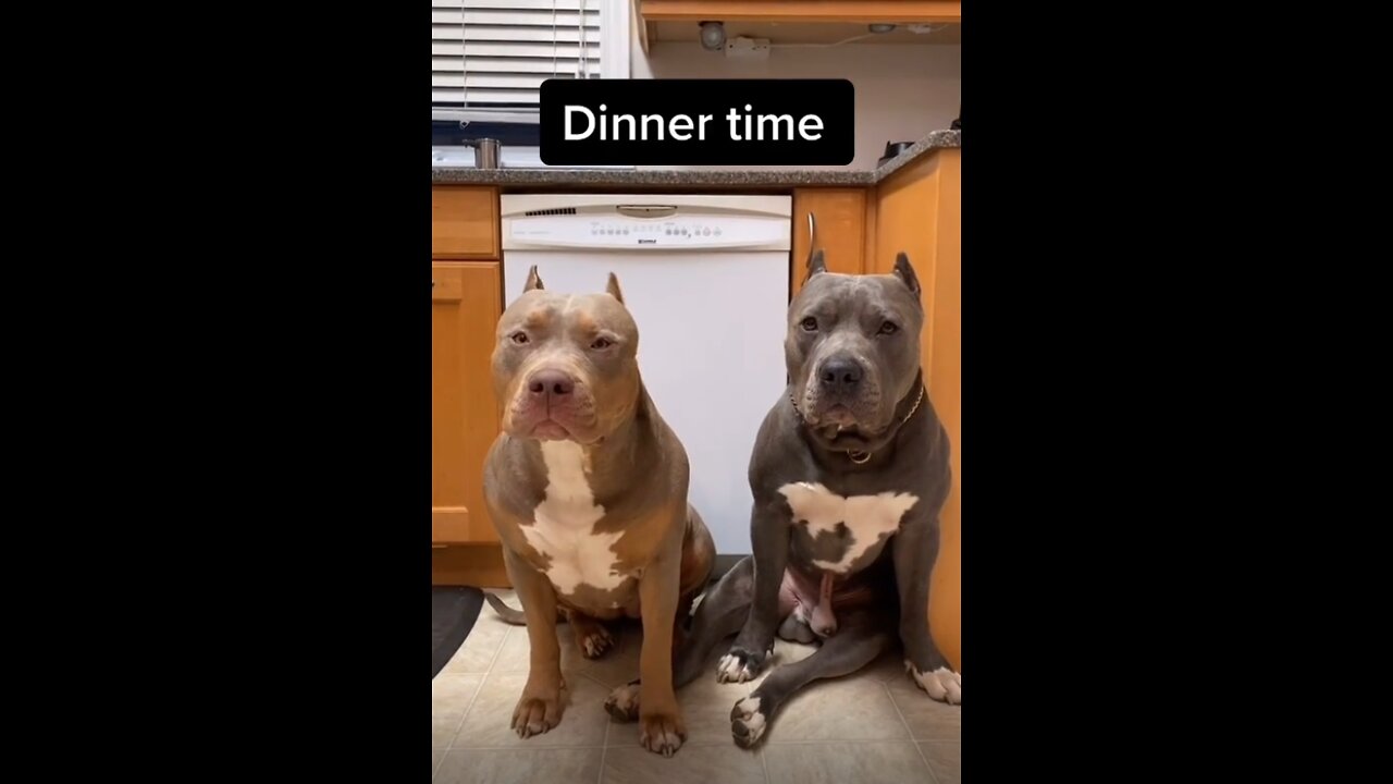 Ready to dinner time, bulldog