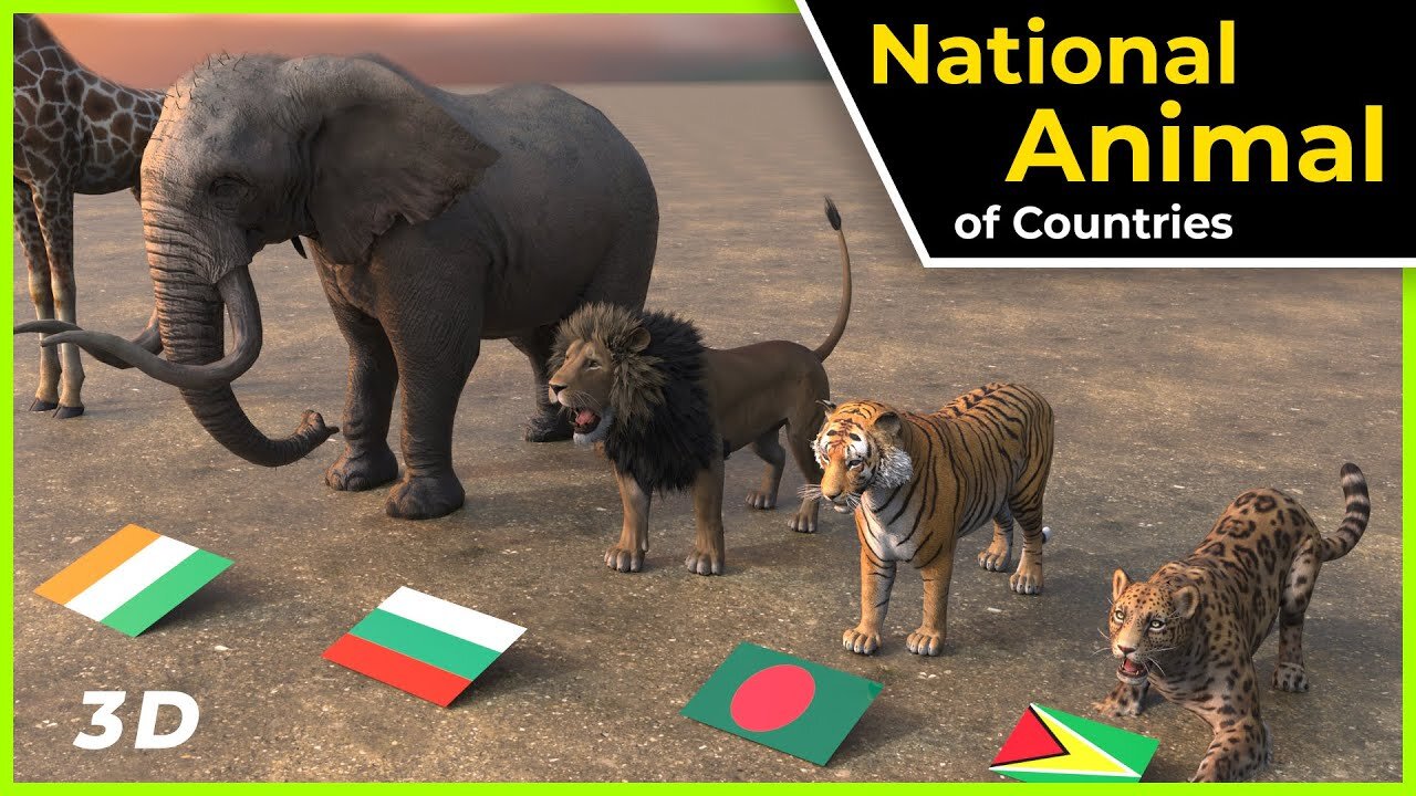 national animal of the world _ National animal _ world people studio _ world data
