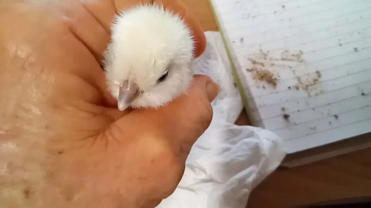 Frizzle x Silkie Chick, about 26 hours old. (Video 1)