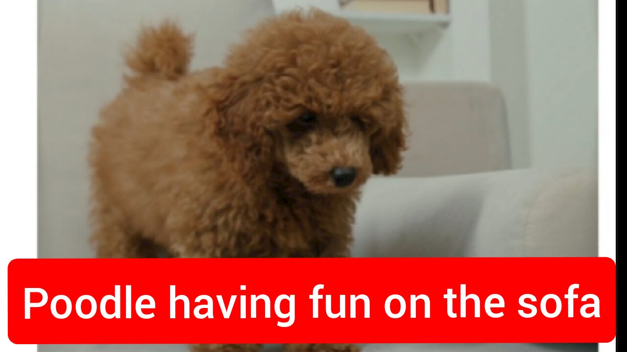 A Poodle having fun on the sofa.