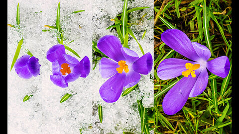 Flower Blooming in 4K Shoot