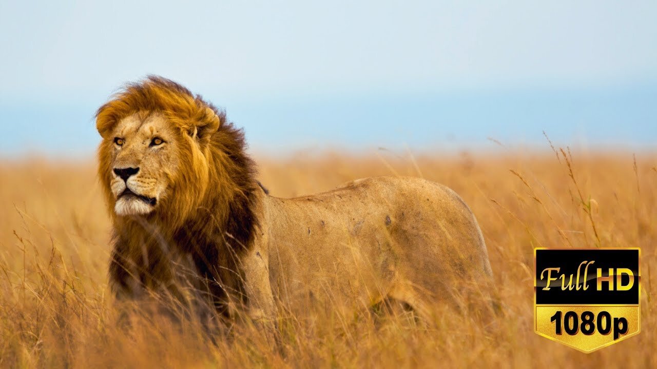 Lion Free Stock Footage - Lion No Copyright Videos - Romance Post BD