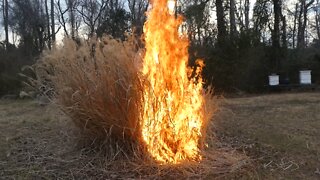 BURNING BUSH (The time is now)