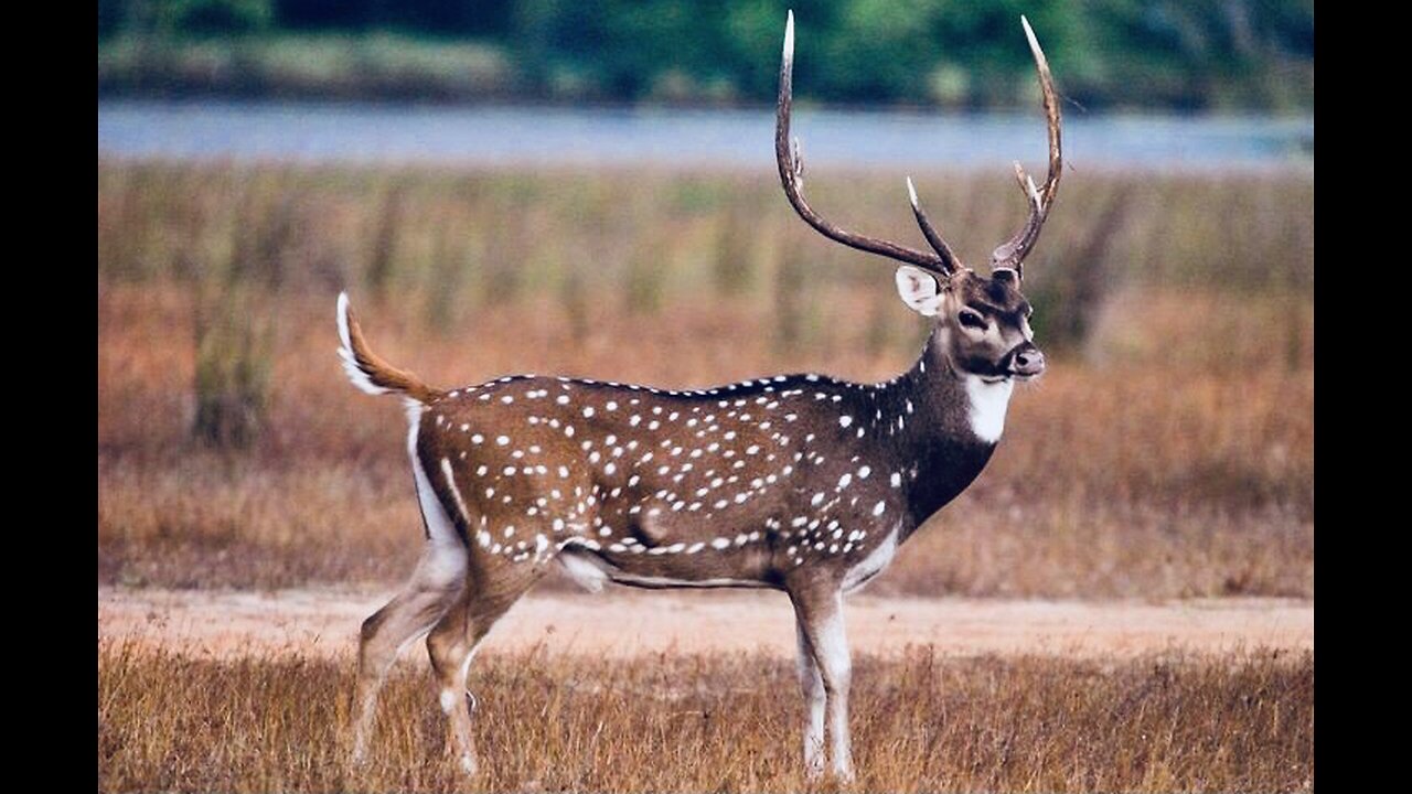 5 Fun Facts About The Chital