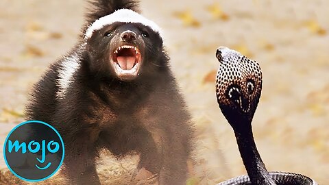 Top 10 craziest animals fights caught on camera