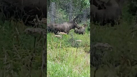 Only A Cow And Two Calves