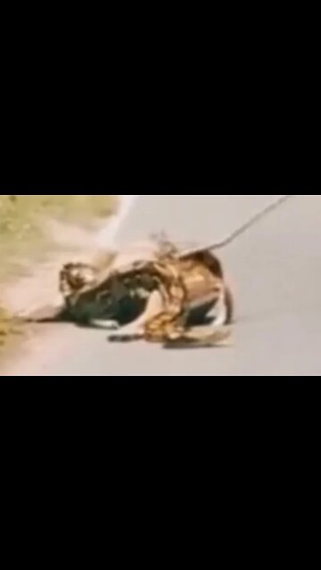 DEER GETS SAVED FROM ANACONDA