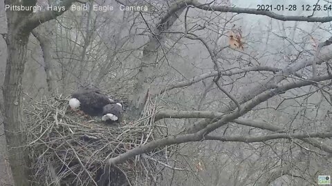 Hays Eagles Dad brings Mom a gift 2nd time today 2021 01 28 1223pm