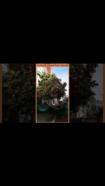 Uma Máquina Coletora de Bergamotas #shorts - A Bergamot Collector Machine #shorts