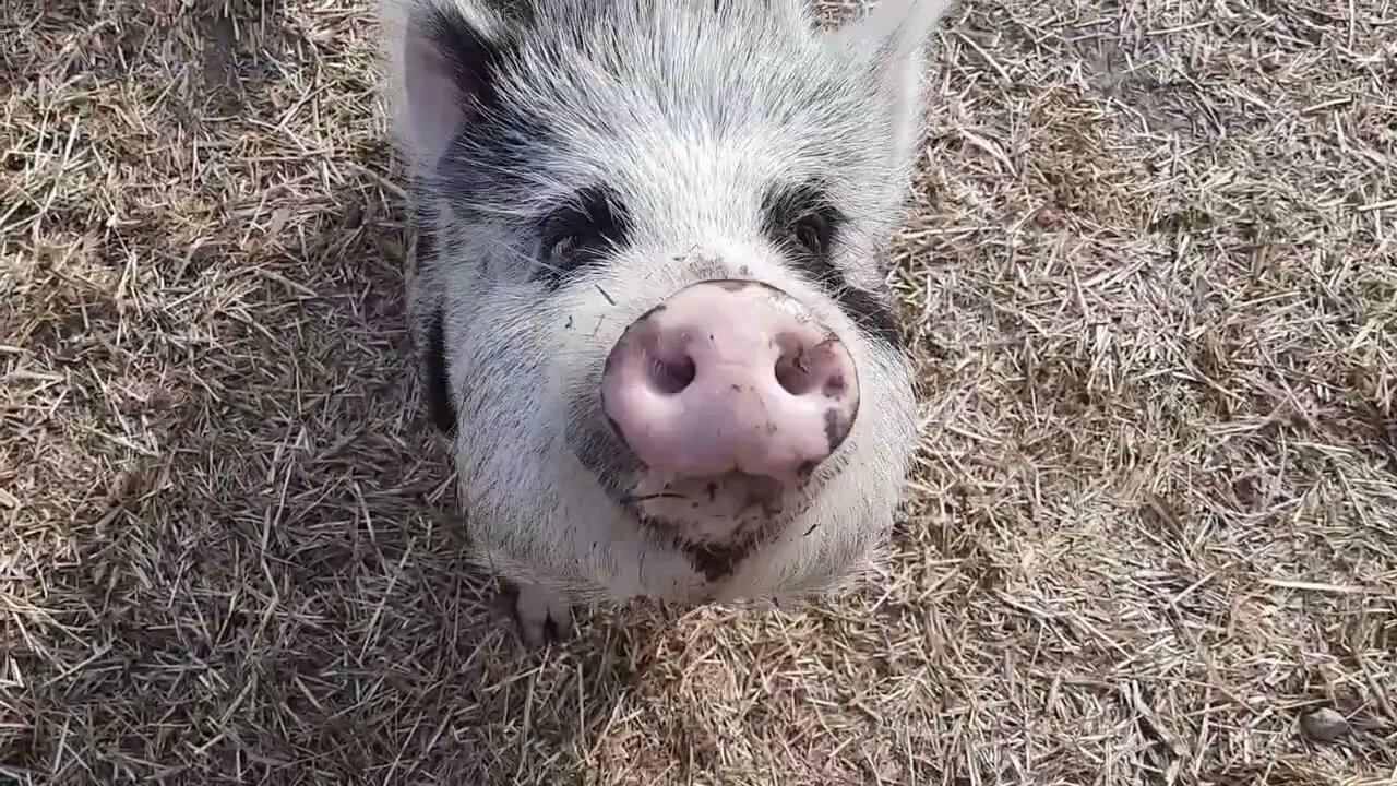 PBP Suite - Constructing a shelter for rescued Pot Belly Pigs