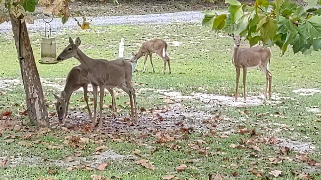 Deer after Hurricane 10/1/24