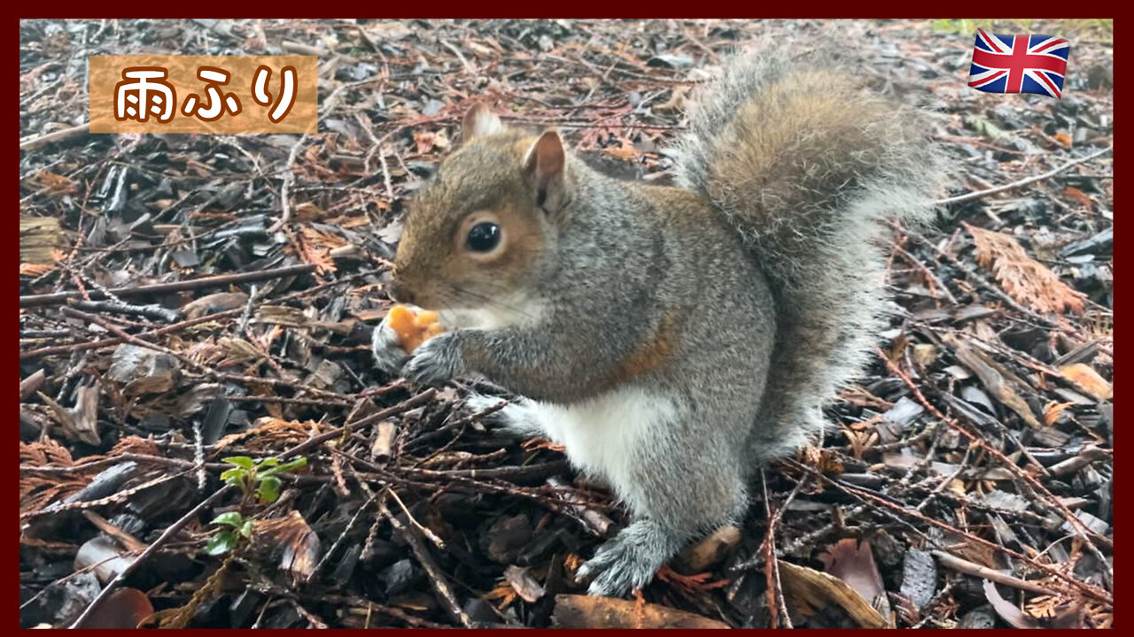 A squirrel running around in the rain is too cute.