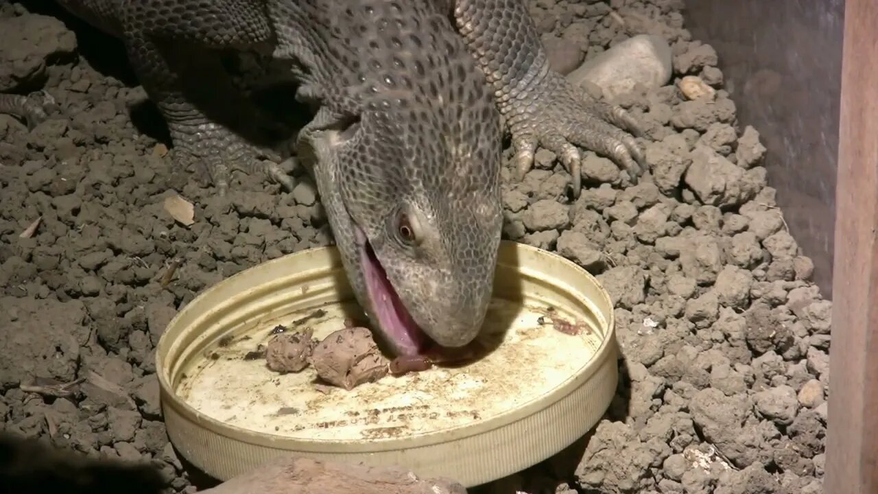 Savannah Monitor Eating From Dish