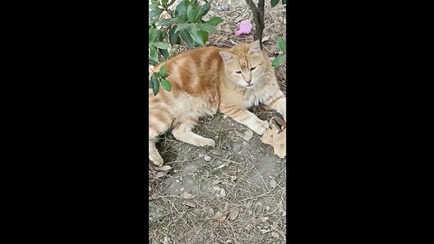 A cute and beautiful cat is resting