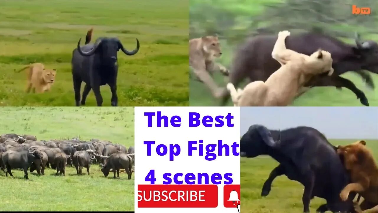 The best top 4 scenes of wild animals | animals fights 2022 ||