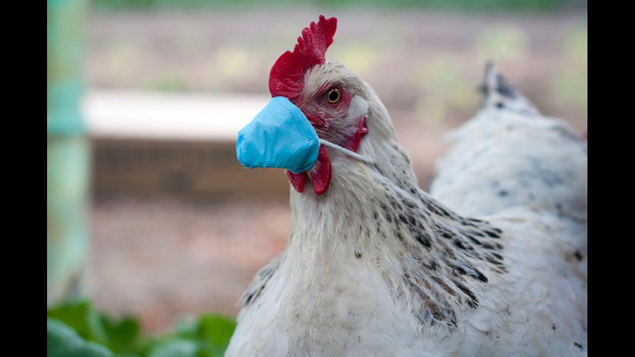 Bird Flu Coming - Are You SCARED ? Dr. Ardis tells you what you need to know.