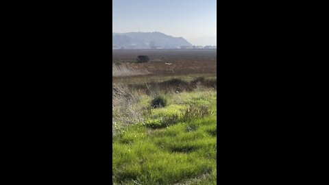 Owl Low Flying