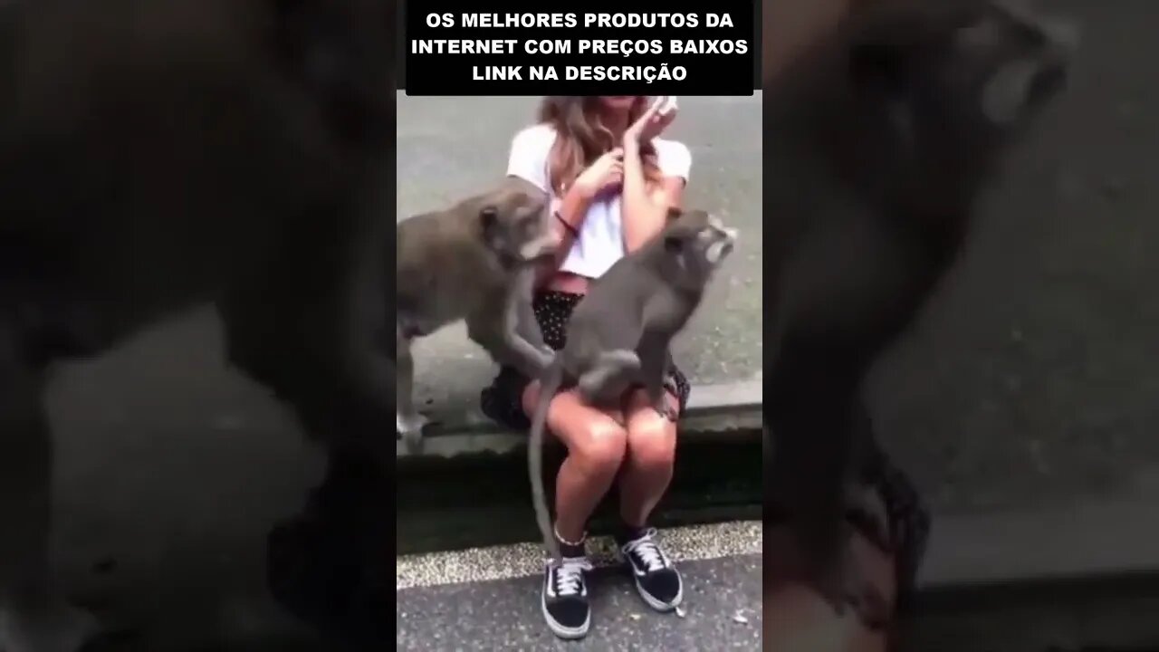 Turista virou motel de macaco 🤣🤣🤣