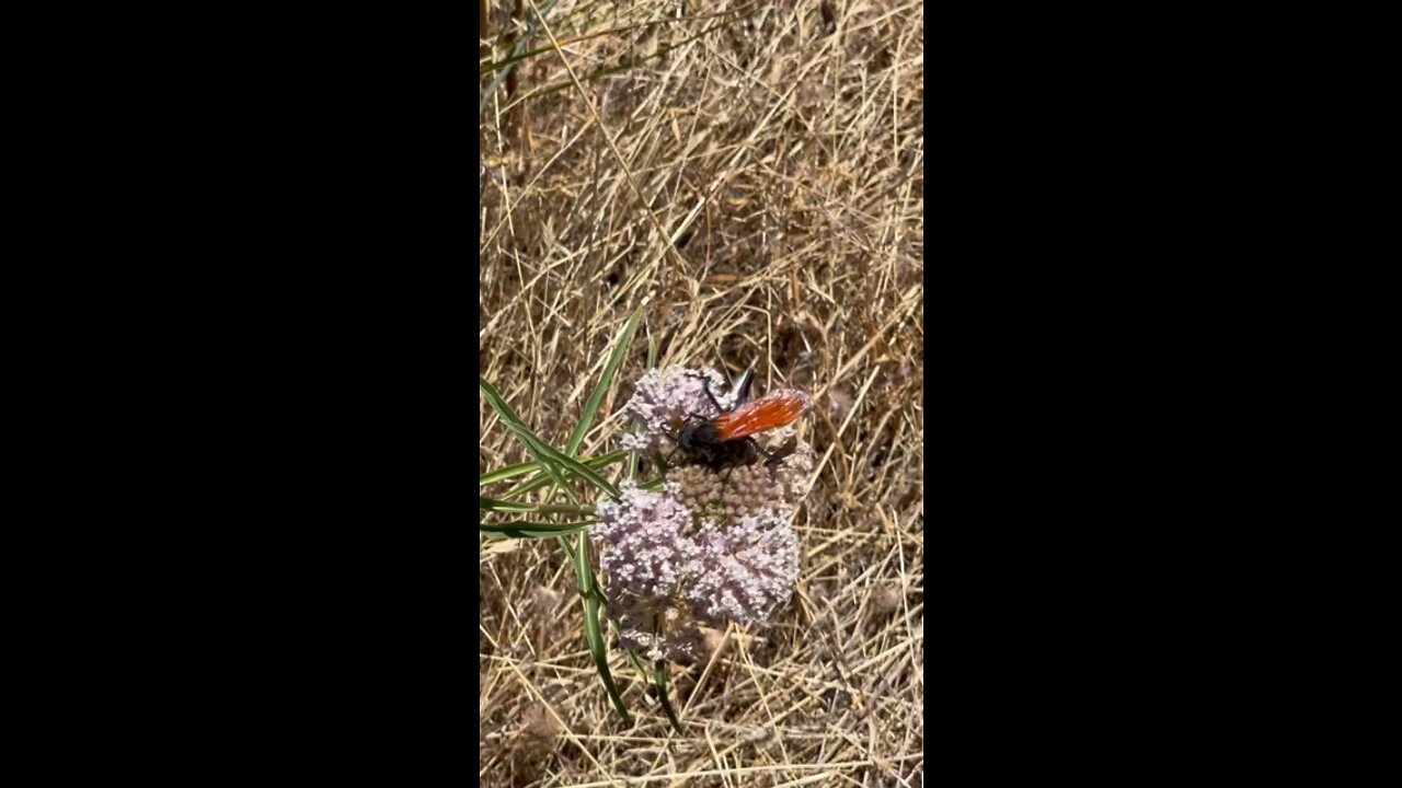 Tarantula wasp