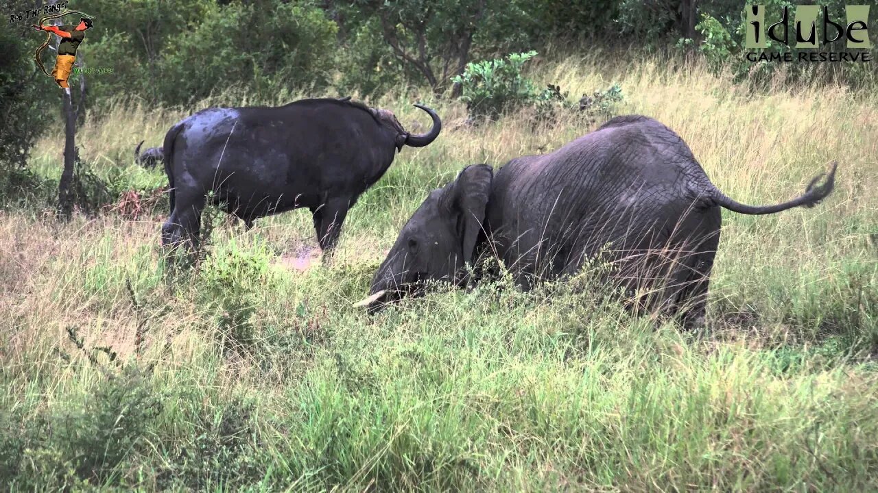 Two Herds Meet: Elephant Chases Buffalo