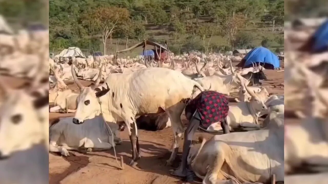 He bathes with cow urine | गोमूत्र से नहाते हैं