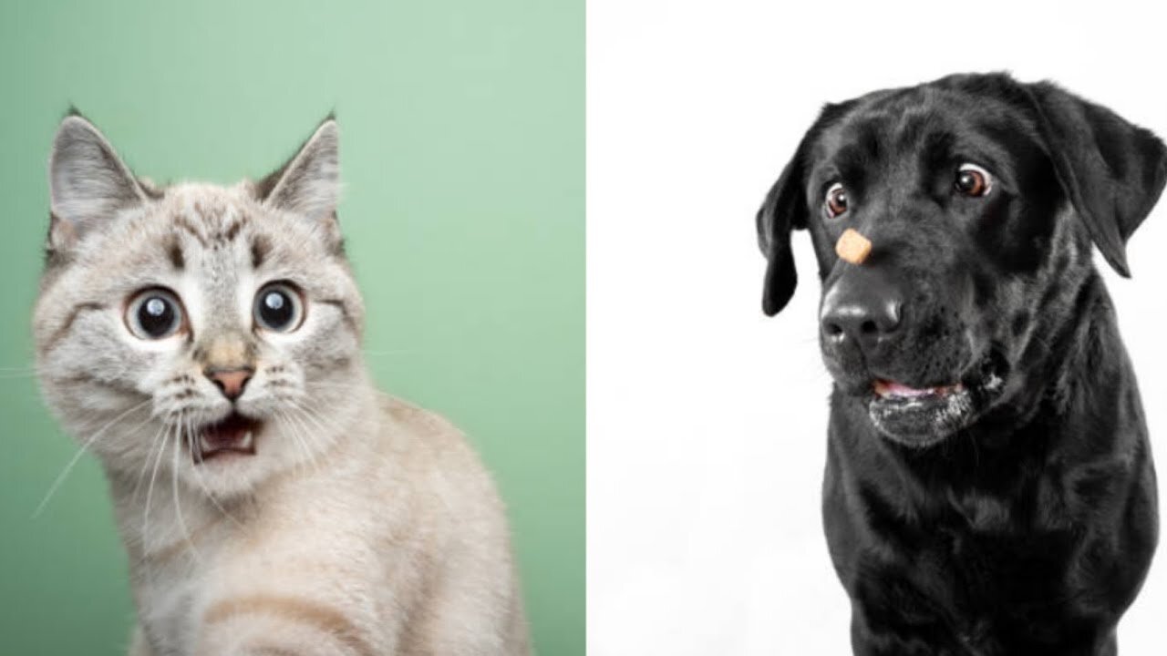 The funniest animals 2023 π Funny videos about cats and dogs πΊπΆ