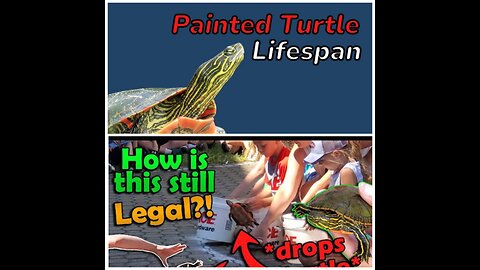 😂🐢funniest turtle video 💯🤣🐢