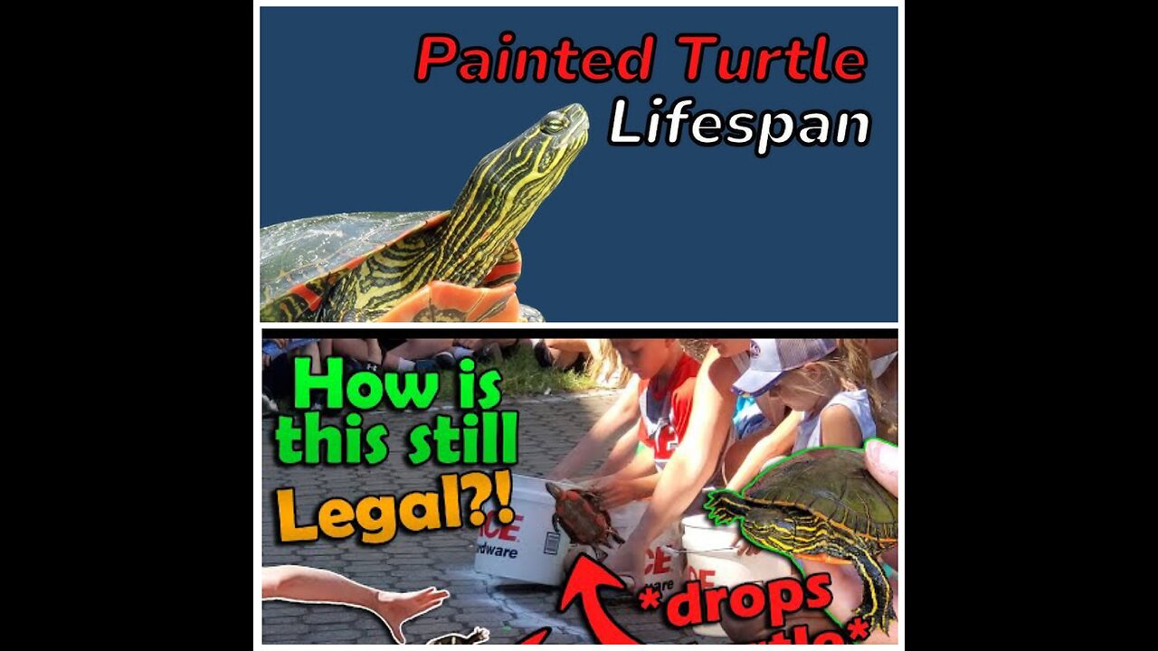 😂🐢funniest turtle video 💯🤣🐢