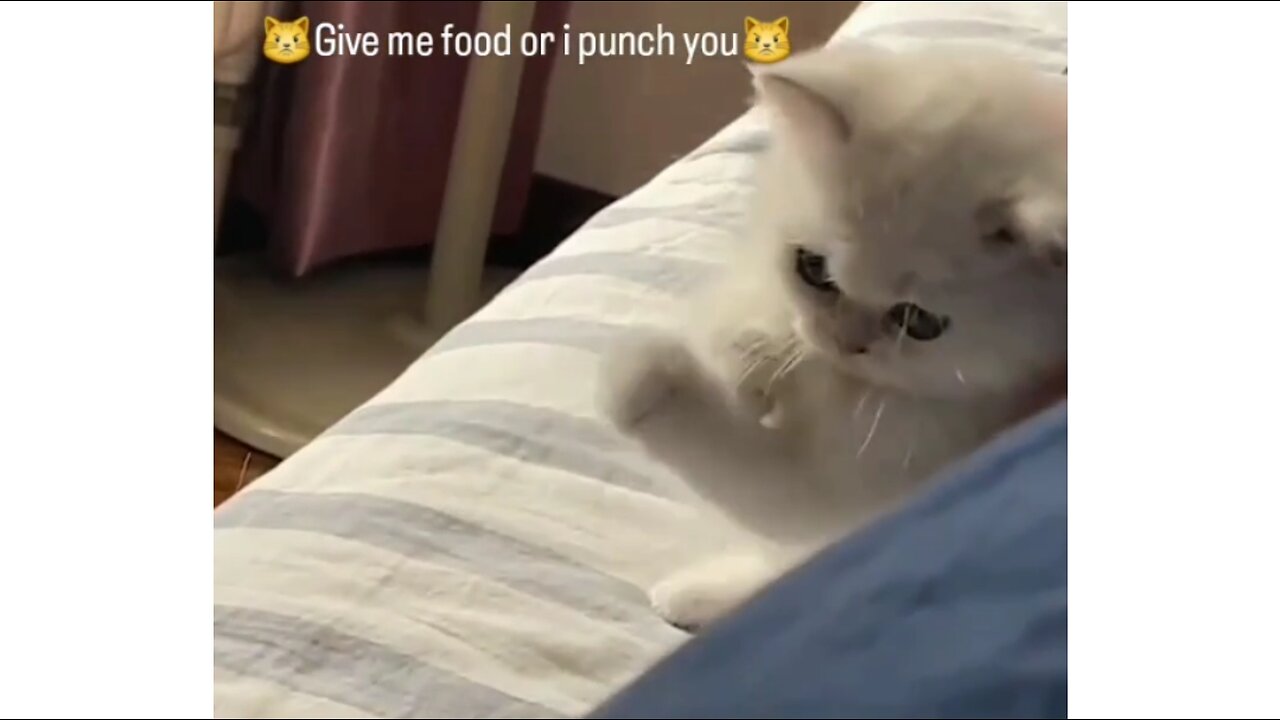 Give me food or I will punch you 😼😼