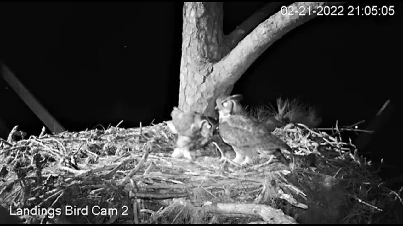 Dad Serves Up Dinner-Cam Two 🦉 2/21/22 21:05