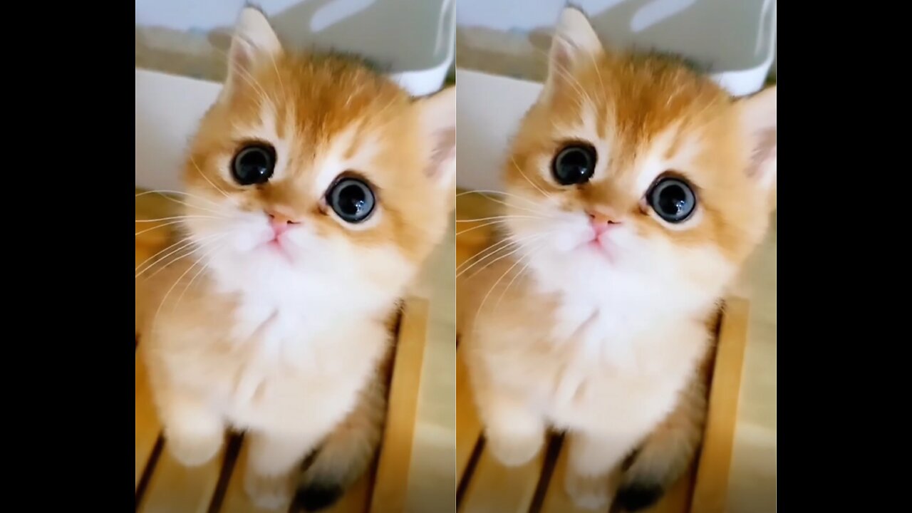 A cute cat with adorable and appealing to the eye😍🥰