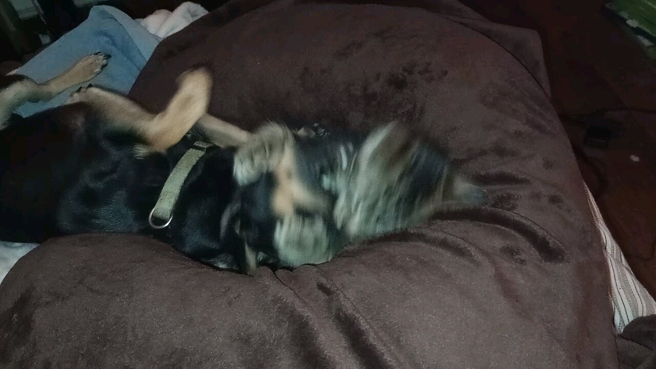 cat dog fight
