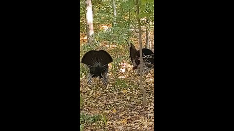 Turkeys doing "The Strut"