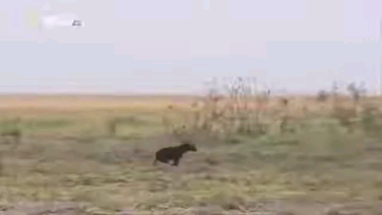 animal wildlife vs man