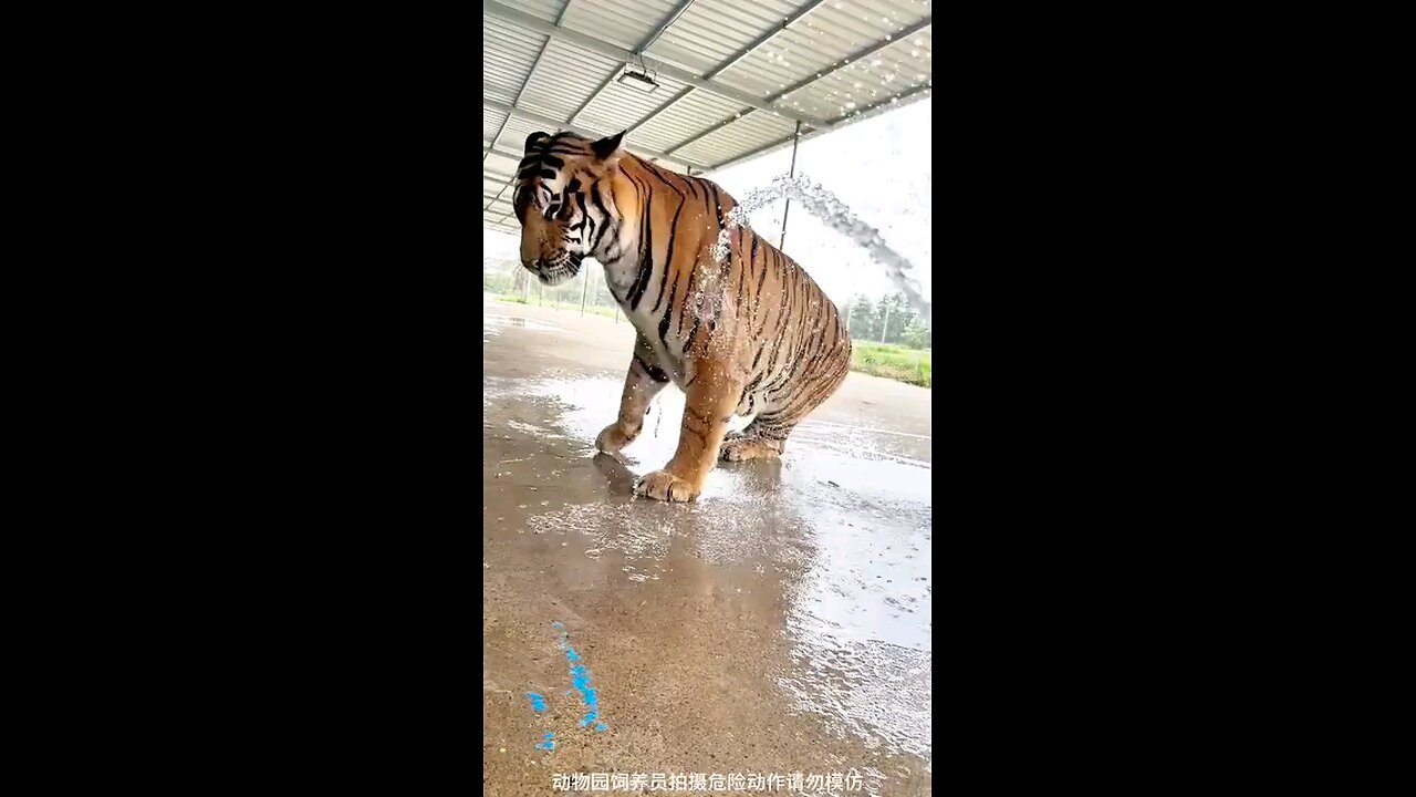 Tiger reaction on bath