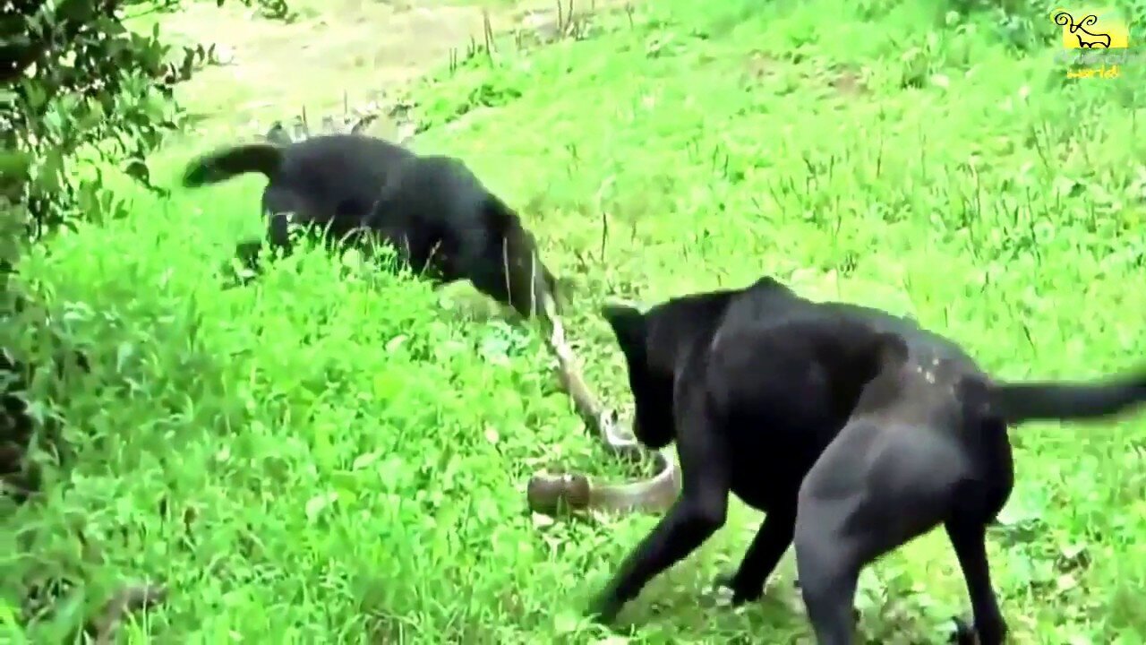 ᴴᴰ African Animals⭐Wild Animals fights to Death⭐Dog vs Cobra Snake-Extremely Fighting 2017