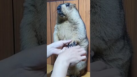 ready to nail cutting 😆😅 #funny #funnyshorts #trynottolaugh #funnyclip #comedy #funnyvideos