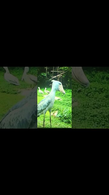 Animals that look fake!!!