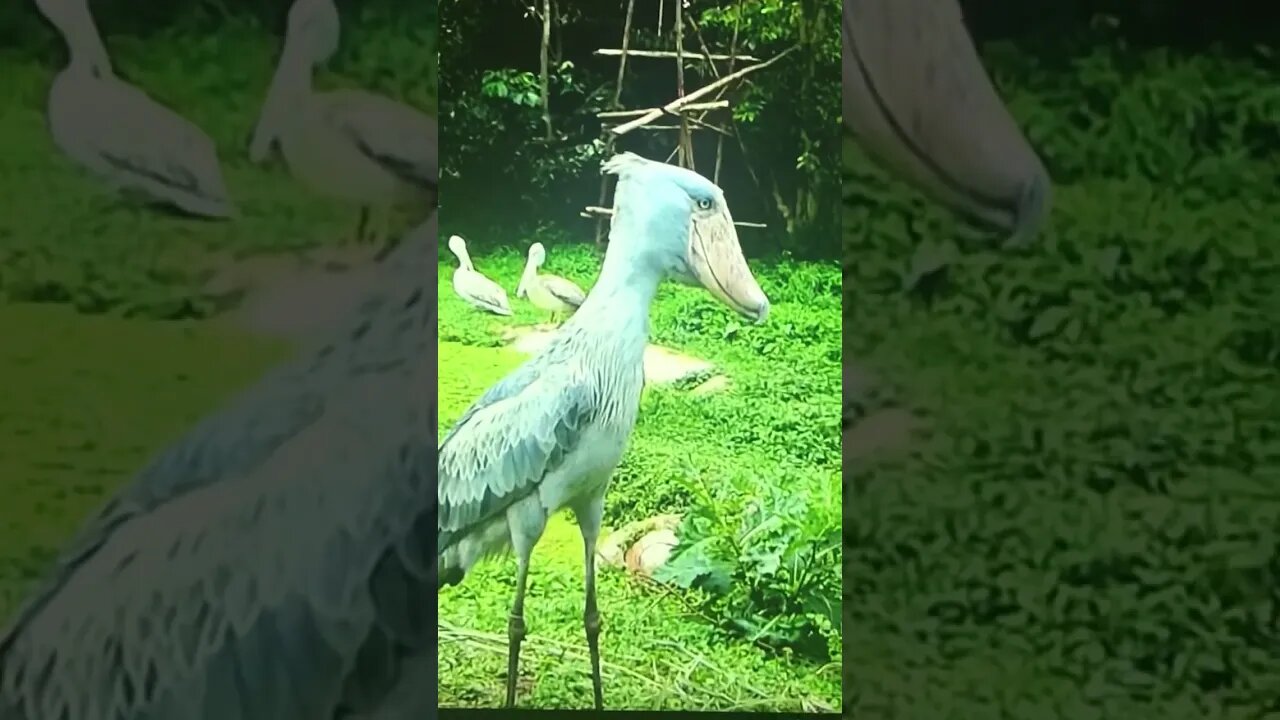 Animals that look fake!!!